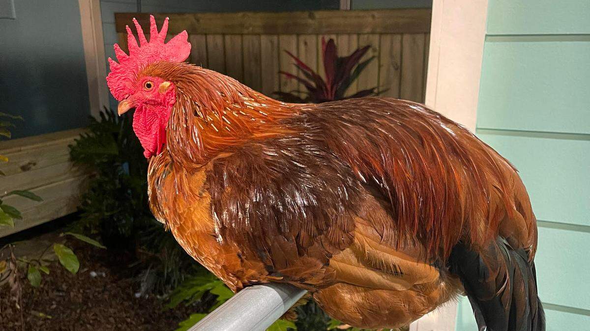 Second line funeral in planning stages for Carl the Rooster